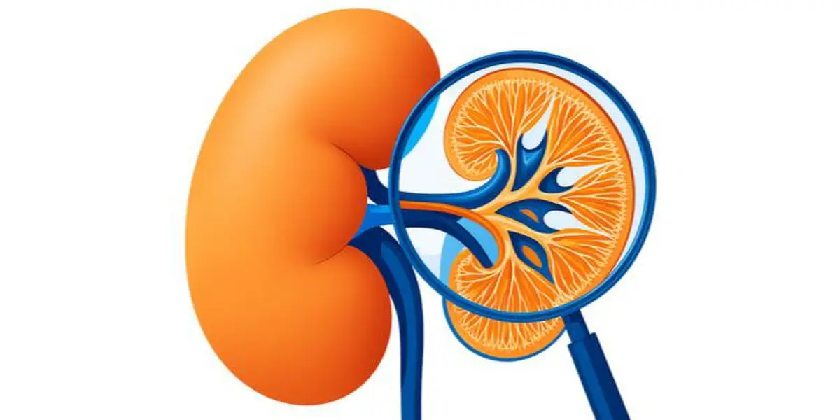 Komplement im Fokus: die virtuelle nephrologische Fallbesprechung zur C3-Glomerulopathie